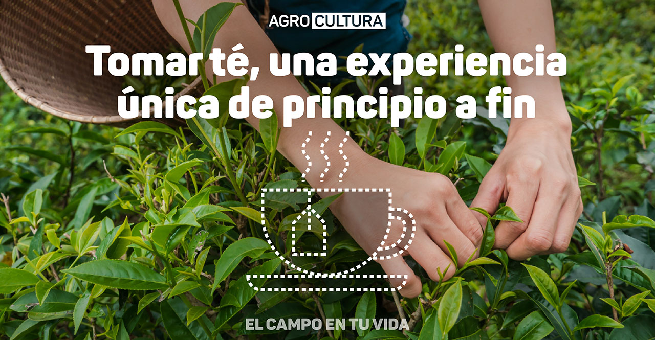 el campo en tu vida