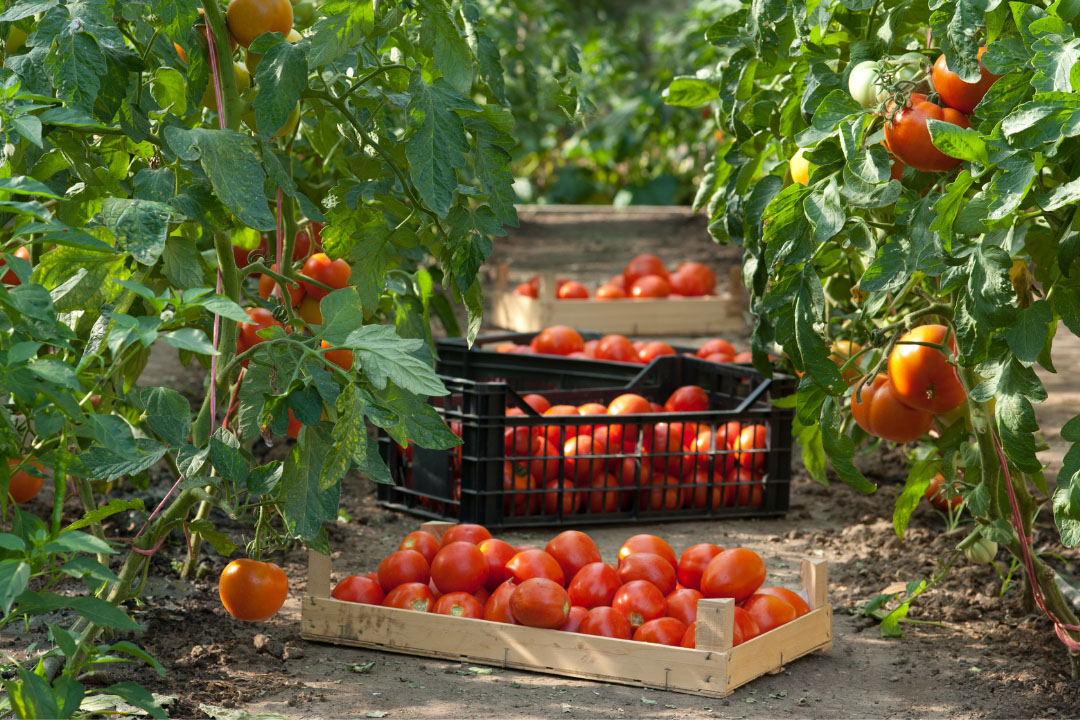 el campo en tu vida