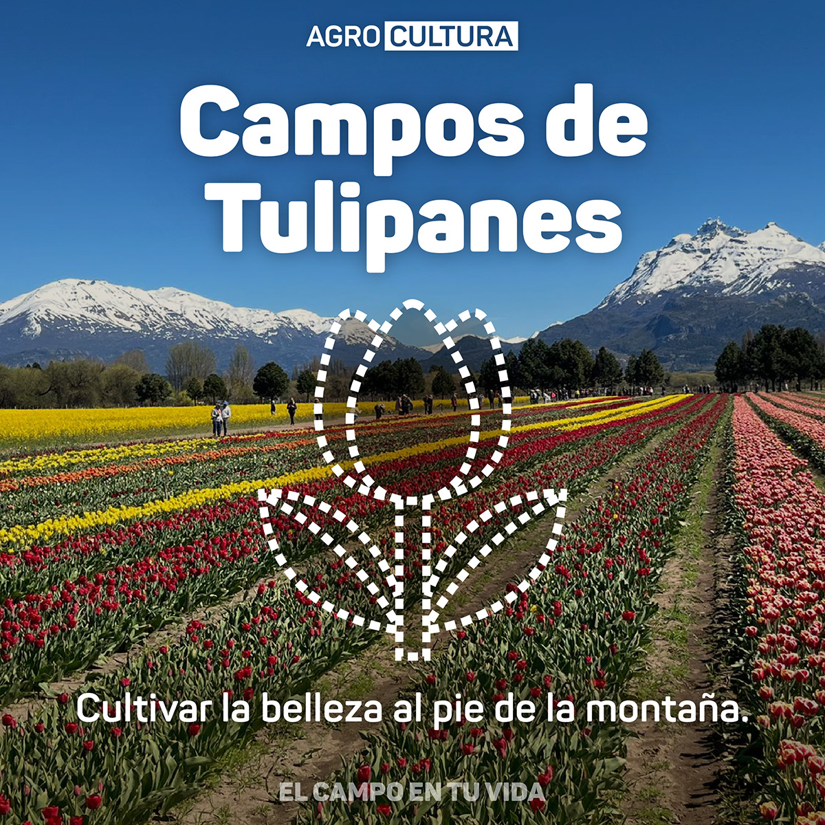 Campos-de-Tulipanes-cultivar-la-belleza-al-pie-de-la-montana