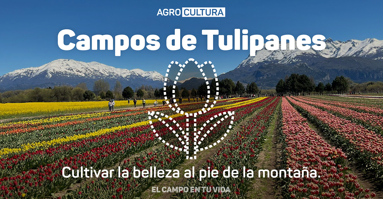 Campos-de-Tulipanes-cultivar-la-belleza-al-pie-de-la-montana
