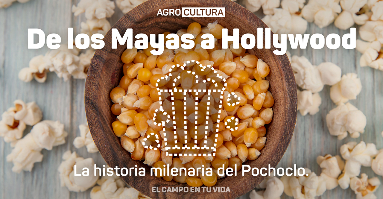 Nota-agrocultura-el-campo-en-tu-vida-De-los-mayas-a-hollywood-la-historia-milenaria-del-pochoclo