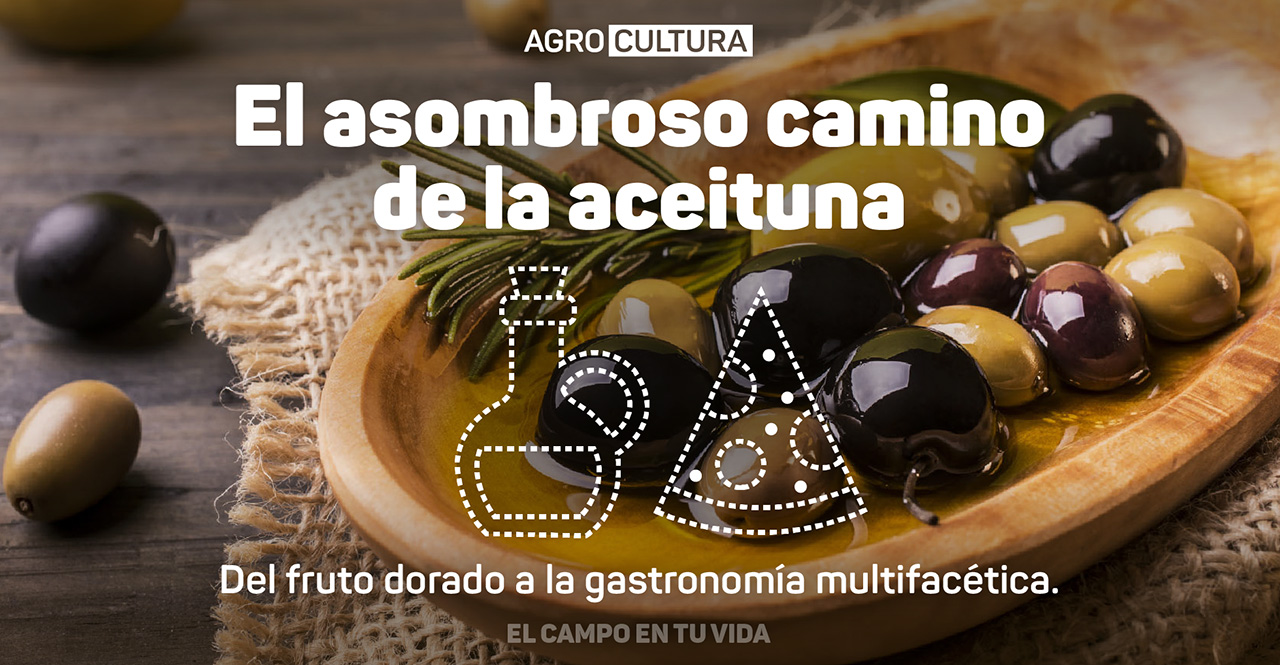 Agrocultura-El-asombroso-camino-de-la-aceituna