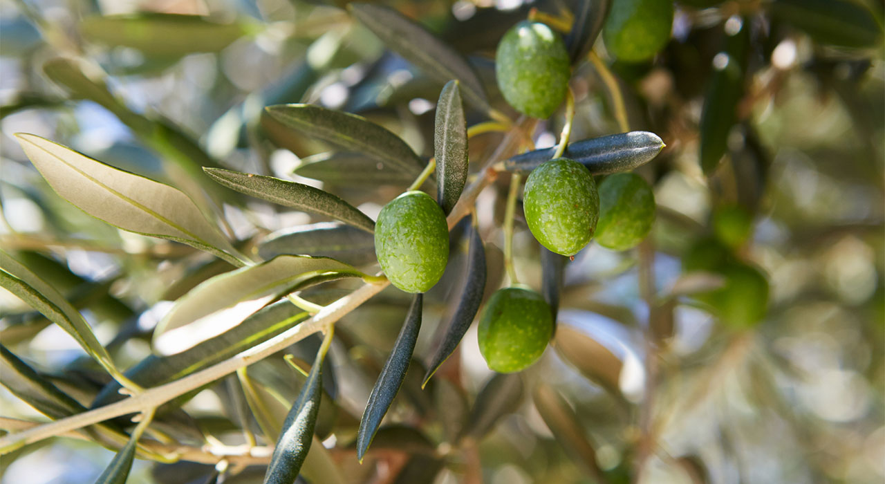 Agrocultura-El-asombroso-camino-de-la-aceituna