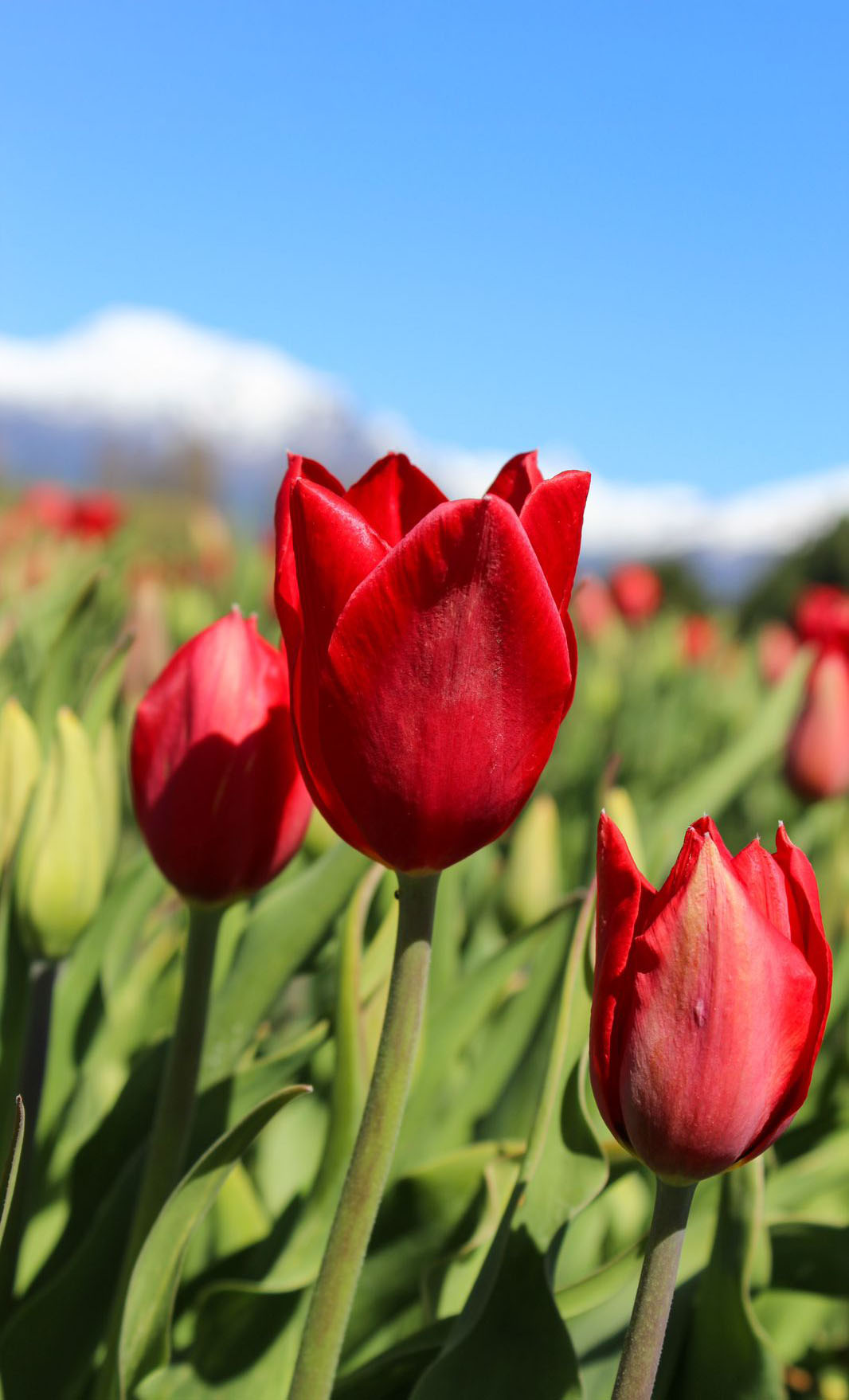 Campos-de-Tulipanes-cultivar-la-belleza-al-pie-de-la-montana