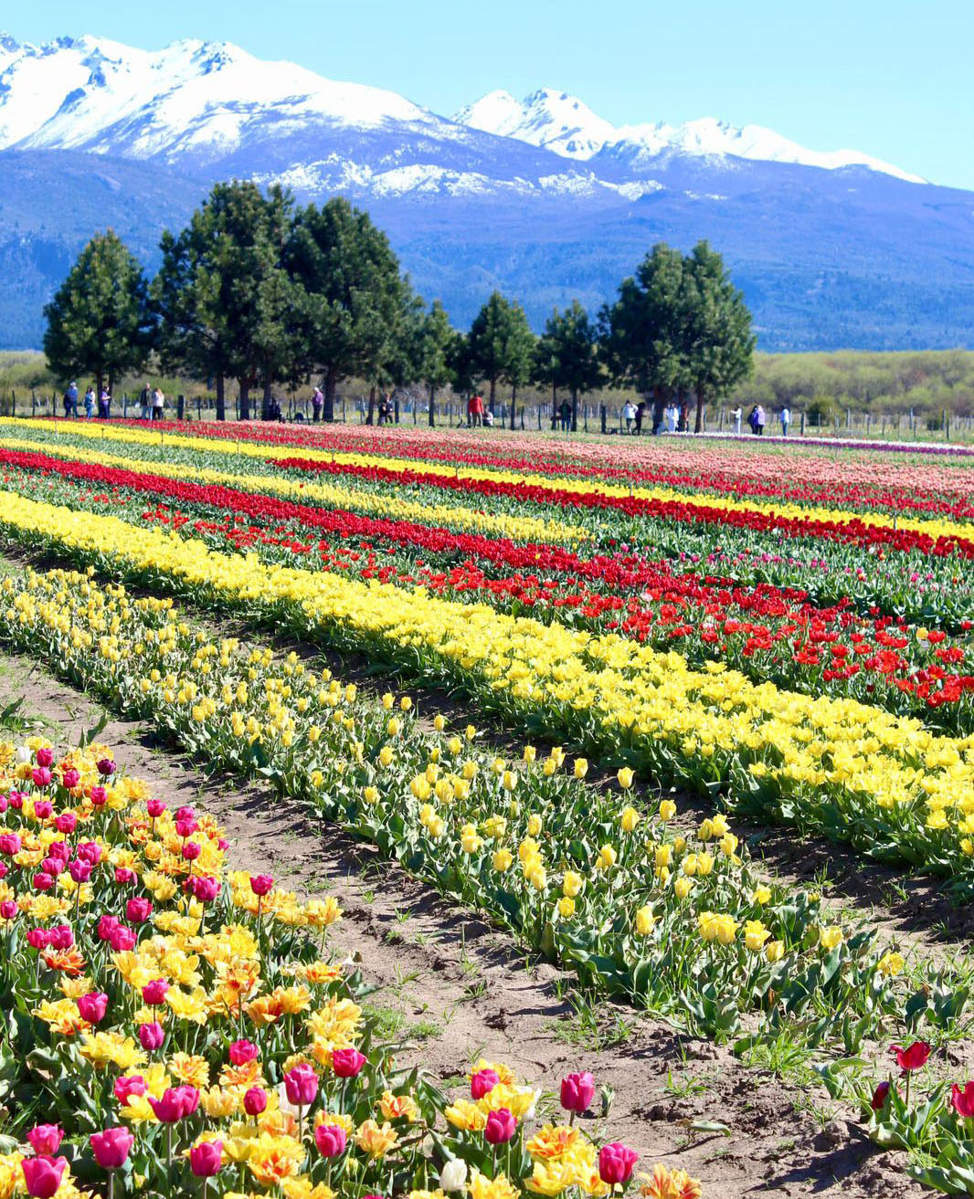 Campos-de-Tulipanes-cultivar-la-belleza-al-pie-de-la-montana