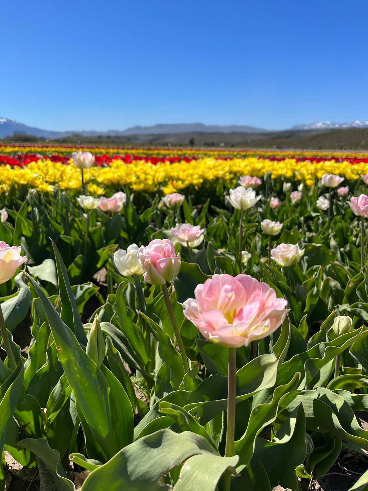 Campos-de-Tulipanes-cultivar-la-belleza-al-pie-de-la-montana