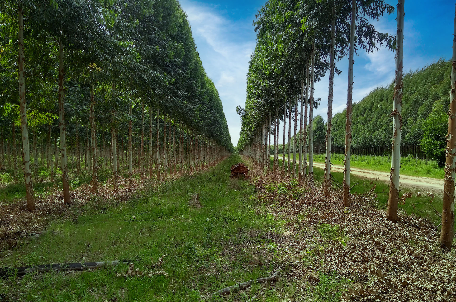 Agrocultura-Dia-Internacional-de-los-Bosques_nota-web