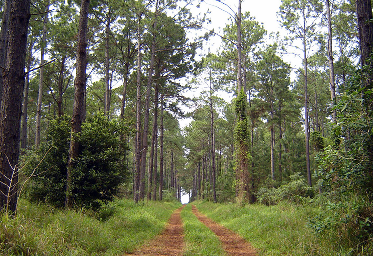 Agrocultura-Dia-Internacional-de-los-Bosques_nota-web