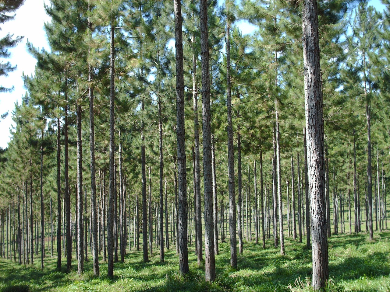 Agrocultura-Dia-Internacional-de-los-Bosques_nota-web