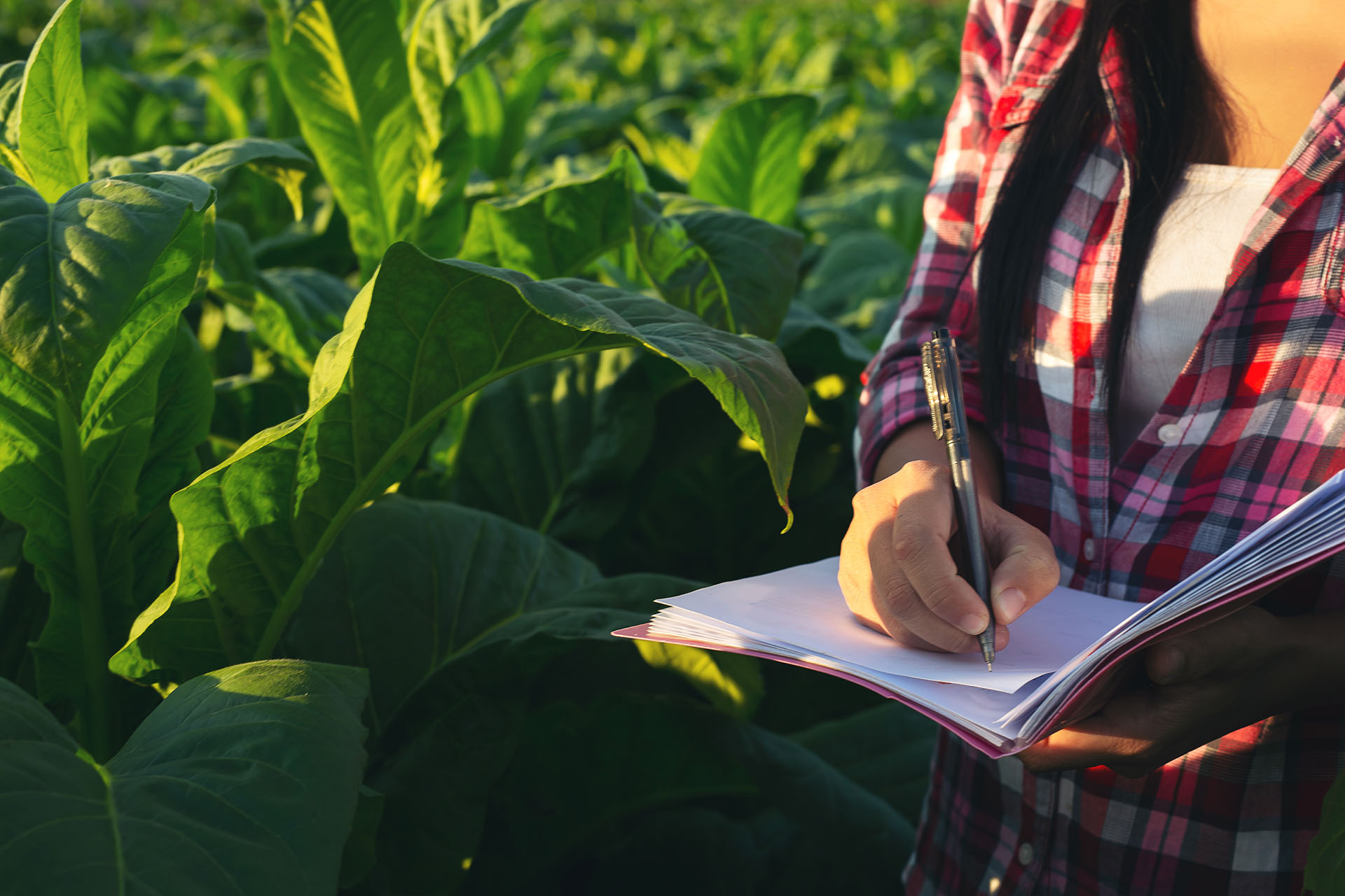 Farmers hold notebook, check modern tobacco fields. 6 de agosto dia clave para el agro argentino agrocultura el campo en tu vida
