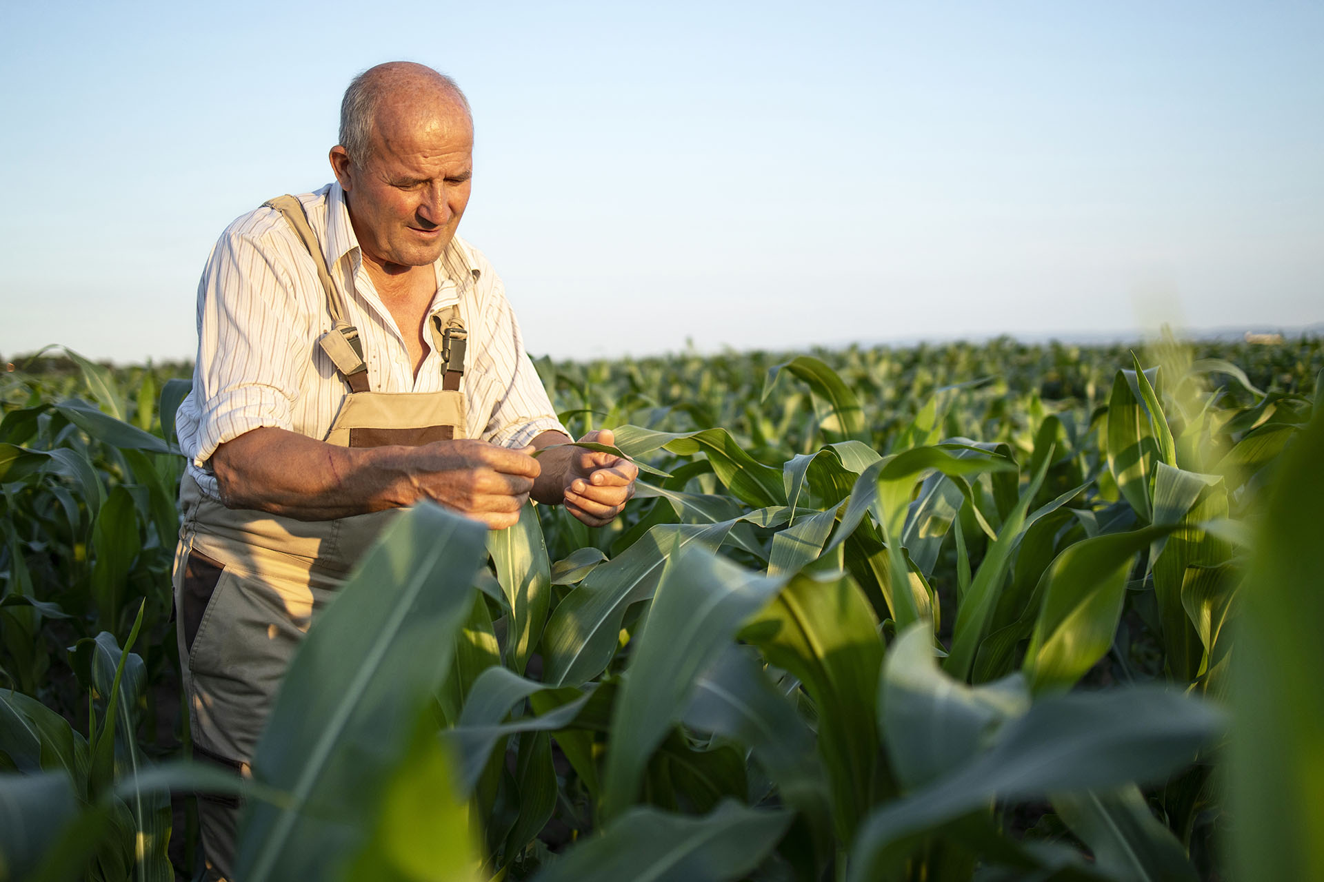Portrait of senior hardworking farmer agronomist in corn field c 6 de agosto dia clave para el agro argentino agrocultura el campo en tu vida