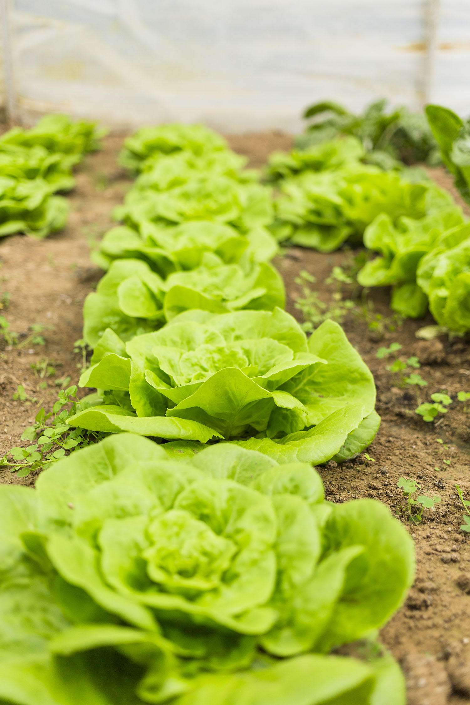 FOTO LECHUGA 1 los bebes no nacen, se hacen Agrocultura El campo en tu vida