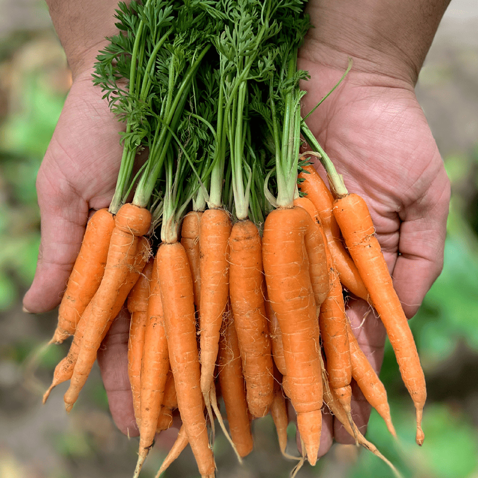 FOTO ZANAHORIA 1 los bebes no nacen, se hacen Agrocultura El campo en tu vida