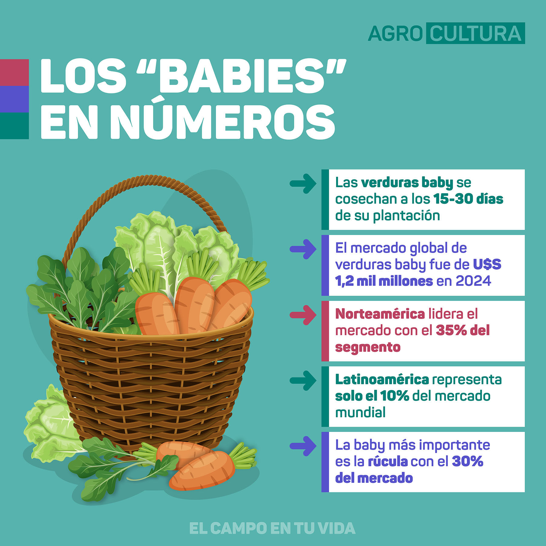 Infografia-Vegetales-Baby-Datos los babies en números agrocultura el campo en tu vida